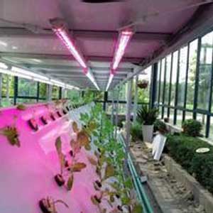 Plant Grow Strip Light(can customizable strip)